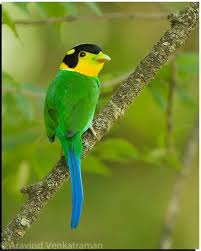 Black Bird With Long Tail India Timeline Photos Frans De Waal Public Page Beautiful Birds Colorful Birds Bird