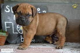 Riley Bullmastiff Puppy For Sale In Fresno Oh Bullmastiff Puppies For Sale Puppies For Sale Bull Mastiff