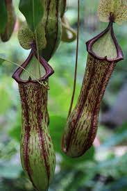 We did not find results for: Nepenthes Tropical Pitcher Plant Plant Profile Oxley Nursery Brisbane