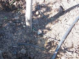 Forum Irrigating Fruit Trees