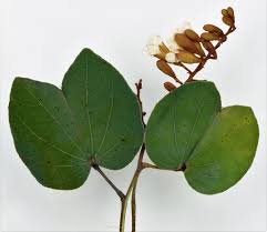 Image result for Piliostigma thonningii