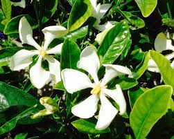In florida, gardenias are available on their own root system (own root) or grafted on gardenia thunbergia rootstock. Mike Malloy Gardenias Thrive In South Florida