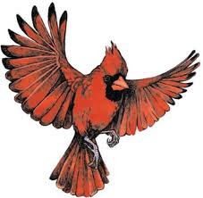 Black And Red Cardinal Bird Flying Cardinal Cardinal Tattoos Red Bird Tattoos Flying Bird Drawing