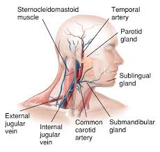 Like the jugular veins we have two common carotid arteries in our neck. Major Veins And Arteries Of The Neck Biology Forums Gallery