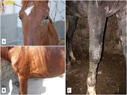 Image result for Glanders