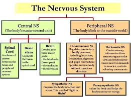 image result for nervous system flow chart peripheral