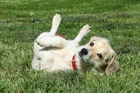 Maybe you would like to learn more about one of these? Why Do Dogs Roll In Fox Poo Pure Pet Food