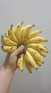 Pisang emas or lemak manis: 120kg Pisang Lemak Manis Baru Sampai Dolly Delight House Facebook