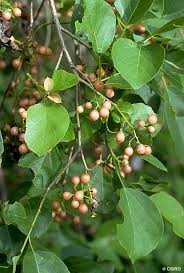 Image result for Cordia monoica