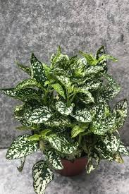 Image result for Hypoestes cancellata