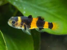 Fish that can live with a male betta include the neon tetra, bristlenose plecos, glass catfish, blue. 20 Best Platy Fish Tank Mates Compatible Animals With Pictures Aquariumnexus