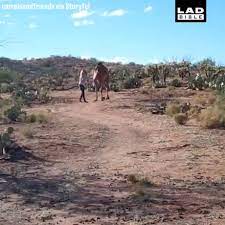 Has your brother ever seen a ghost? Have You Ever Seen A Camel Run It S Hilarious 9gag