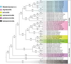 Image result for Ficalhoa