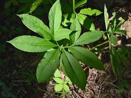 Chair (3) the lieutenant governor in council shall designate one of the members as chair of cossaro. Know Your Natives Jack In The Pulpit Green Dragon Arkansas Native Plant Society