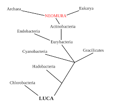 Phylogenetic Tree Wikiwand Phylogenetic Tree Tree Character Map