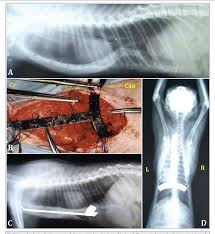 I thought it was pretty funny. Pdf Surgical Treatment Results Of Young And Adult Cats With Pectus Excavatum Semantic Scholar