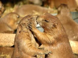 Check spelling or type a new query. Aldatmak Ve Kacamak Nedir Neler Aldatmak Sayilir