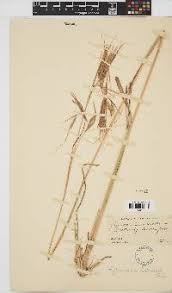 Image result for Hyperthelia dissoluta