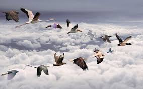 What Are The 3 Keys For A Successful Enterprise Voip Migration Bird Migration Birds Flying Bird Wallpaper
