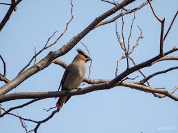 ヒレンジャク 東京