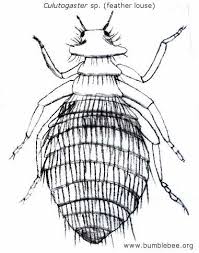 Image result for what do Mallophaga look like in dog fur