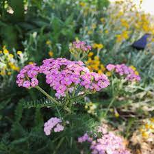 Mimas Mimaslandscape On Instagram Achillea Millefolium Pink Grapefruit Yarrow Chrysocephalum Desert Flame Dry Garden Achillea Millefolium Perennials