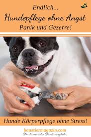 gewohnung an korperpflege beschaftigung zu hause haustiermagazin hunde hundchen training hundepfoten