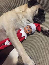 Pug Sleeping With Elf On The Shelf Dog Portraits Pugs Elf On The Shelf