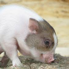 Puppies for sale from dog breeders near florida. Florida Micro Miniature Teacup Piglets For Sale Florida Mini Pigs