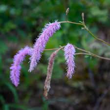 Image result for Blumea squarrosa