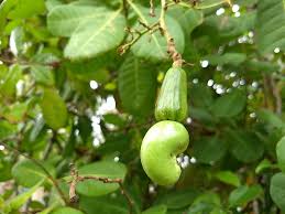 It is a vigorous grower that is not too particular about the soil. File Cashew Tree Anacardium Occidentale à´à´¶ à´® à´µ Fruit 3 Jpg Wikimedia Commons