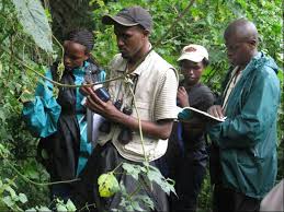 Image result for Mikania sagittifera