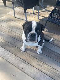 Profile for Holden American Bulldogs