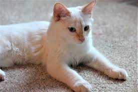 Some siamese cats that may have minor health issues would be less costly. Flame Point Siamese