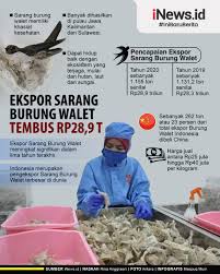 Sarang burung walet yang terbentuk dari air liur burung walet yang mengering ini sudah dikonsumsi sejak 1000 tahun yang lalu oleh. Sumbang Devisa Negara Ekspor Sarang Burung Walet Tembus Rp28 9 Triliun