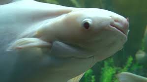The fish you purchase will not be the exact fish seen in the photo. Shutterstock