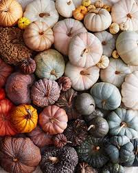 Check spelling or type a new query. A Visual Guide To Different Types Of Pumpkins Martha Stewart
