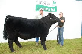 Benson club steer best in 4-H show and sale