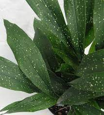 We did not find results for: Aspidistra Elatior Milky Way Cast Iron Plant Hojas De Salon Dotted Cast Iron Plant Plants Mediterranean Plants
