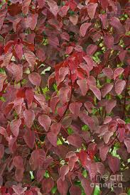 Image result for Euphorbia cotinifolia