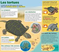 Epingle Par Ant Sur Animal Tortue Marine Tortue Luth Education De Bebe