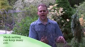 How to keep chipmunks and squirrels out of garden. Keeping Chipmunks Out Of Your Garden Youtube