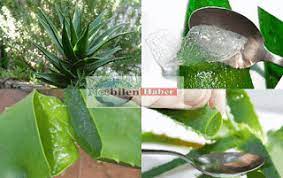 Aloe Vera Bitkisi Jeli Faydalari Ve Cilde Nasil Uygulanir Aloe Bitki Jelsa