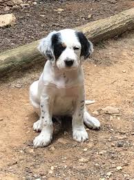 Home to the world's finest english setters, decoverly offers puppies and started dogs for sale year round. Sunrise Setters Facebook