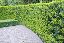 Hecke pflanzen welcher abstand ist einzuhalten. Hecken Richtig Pflanzen Hecken Ratgeber Garten Schluter