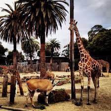 Oakland Zoo Oakland Zoo Places To Visit Zoo