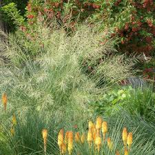 Image result for Sporobolus tenuissimus