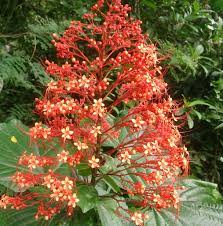 Maybe you would like to learn more about one of these? Garden Shoppe Spotlight Pagoda Plant Edison And Ford Winter Estates