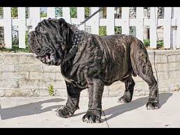 American Molossus Recreating An Ancient Dog Breed Youtube Ancient Dog Breeds Ancient Dogs Dog Breeds