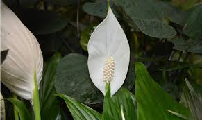 Acquista il fiori bianchi migliore e più recente su banggood.com e offri la qualità fiori bianchi in vendita con spedizione gratuita in tutto il mondo. Fiori Da Appartamento Guida Alla Scelta Casafacile